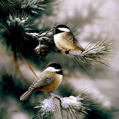 chickadee snow