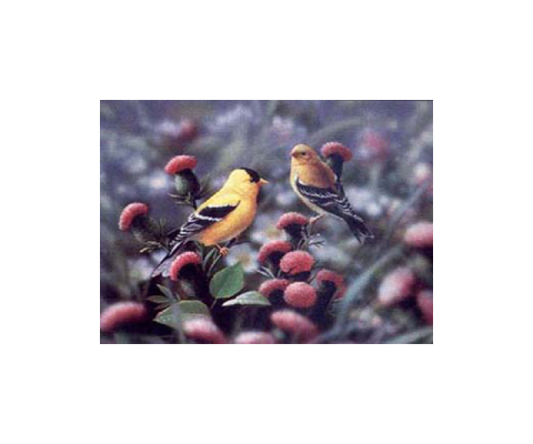 Bradley Jackson | Wildlife Artist