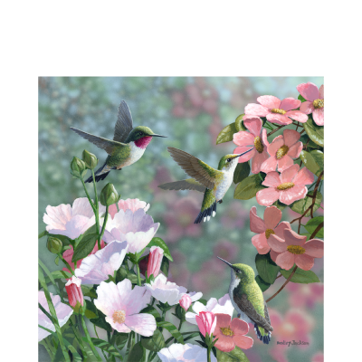 Garden Visitors – Hummingbirds