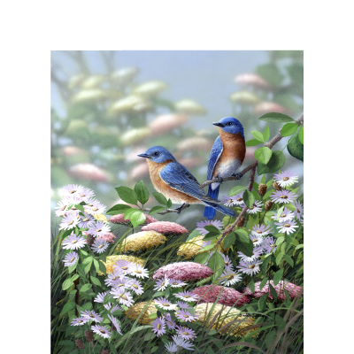 Meadow Bluebirds – Eastern Bluebirds