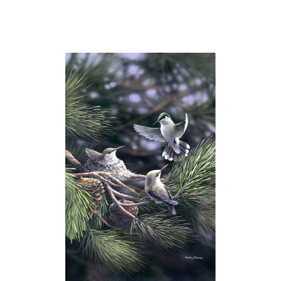Nest in Pines – Hummingbirds