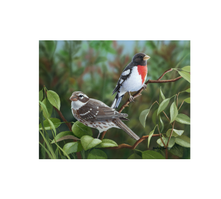 Bradley Jackson | Wildlife Artist