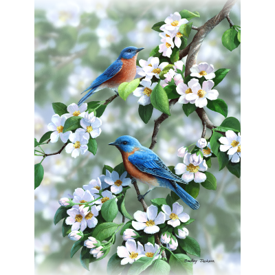 Orchard Blues – Eastern Bluebirds