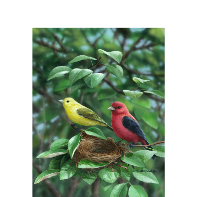 Tree Top Vista – Scarlet Tanagers