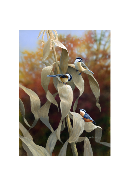 Bradley Jackson | Wildlife Artist